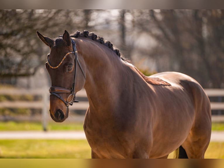 Hannoveriano Caballo castrado 6 años 174 cm Castaño oscuro in Wehringen