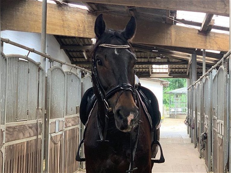 Hannoveriano Caballo castrado 6 años 174 cm Castaño oscuro in Verden (Aller)