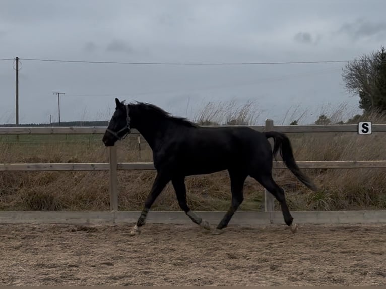 Hannoveriano Caballo castrado 6 años 174 cm Negro in Horb am Neckar