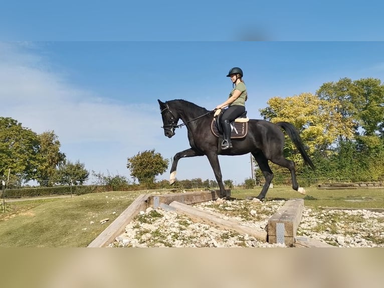 Hannoveriano Caballo castrado 6 años 174 cm Negro in Horb am Neckar