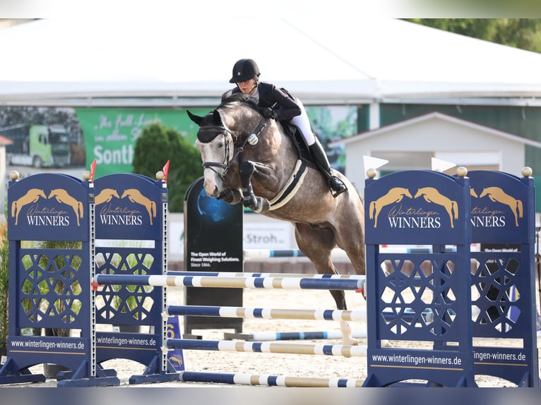 Hannoveriano Caballo castrado 6 años 174 cm Tordo in Singen