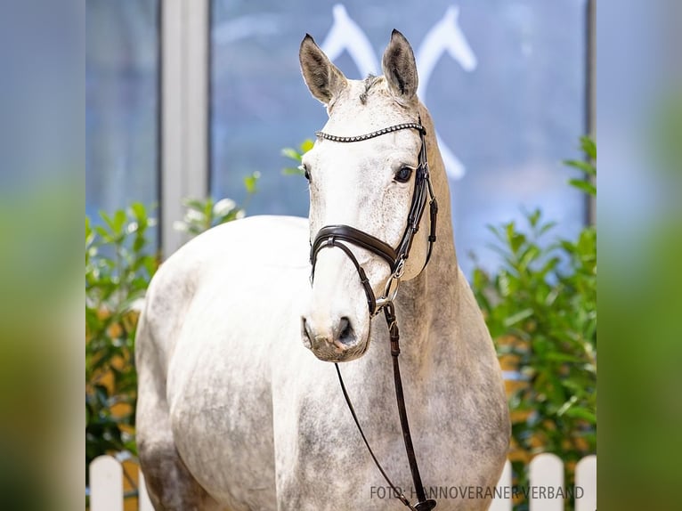 Hannoveriano Caballo castrado 6 años 174 cm Tordo in Verden