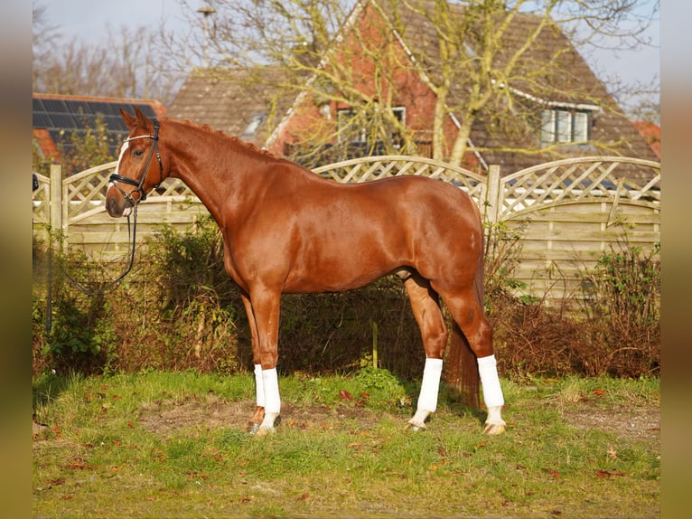 Hannoveriano Caballo castrado 6 años 175 cm Alazán in Hohenfelde