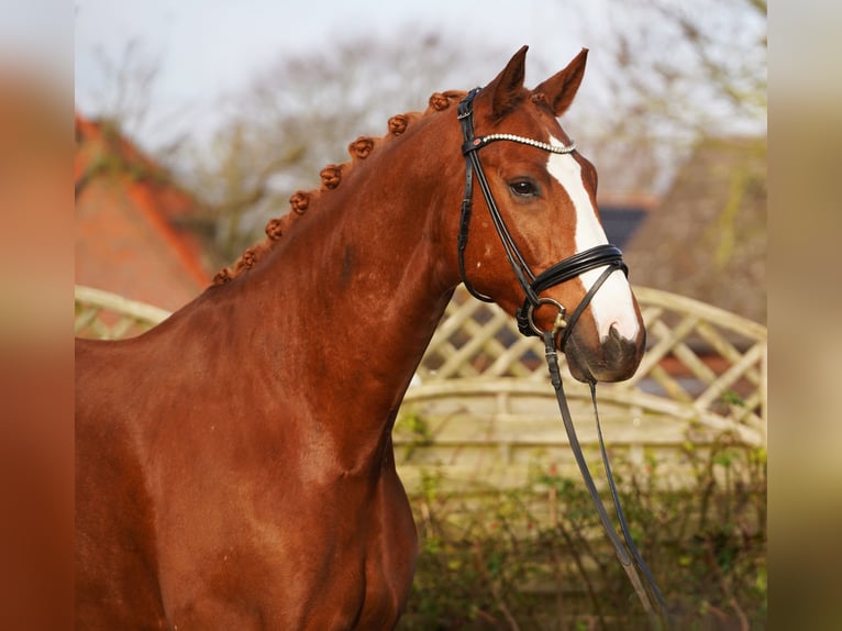 Hannoveriano Caballo castrado 6 años 175 cm Alazán in Hohenfelde