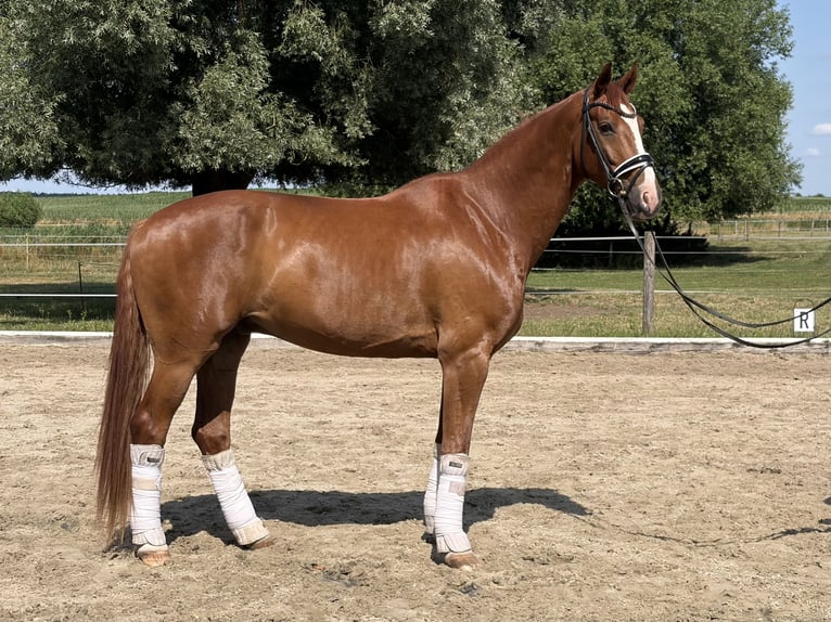 Hannoveriano Caballo castrado 6 años 175 cm Alazán in Oberkrämer