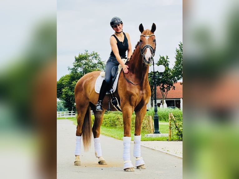 Hannoveriano Caballo castrado 6 años 175 cm Alazán in Berne