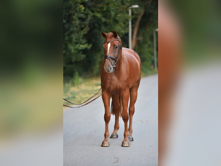 Hannoveriano Caballo castrado 6 años 175 cm Alazán-tostado in Cegléd