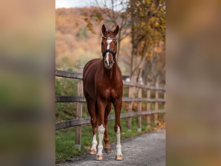 Hannoveriano Caballo castrado 6 años 175 cm Alazán-tostado in Vlkanová