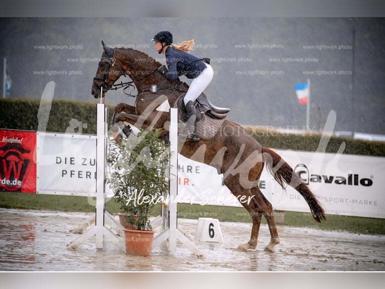 Hannoveriano Caballo castrado 6 años 175 cm Alazán-tostado in Stadtlohn
