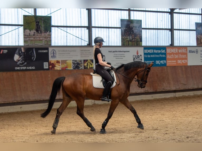 Hannoveriano Caballo castrado 6 años 175 cm Castaño in Grevenbroich