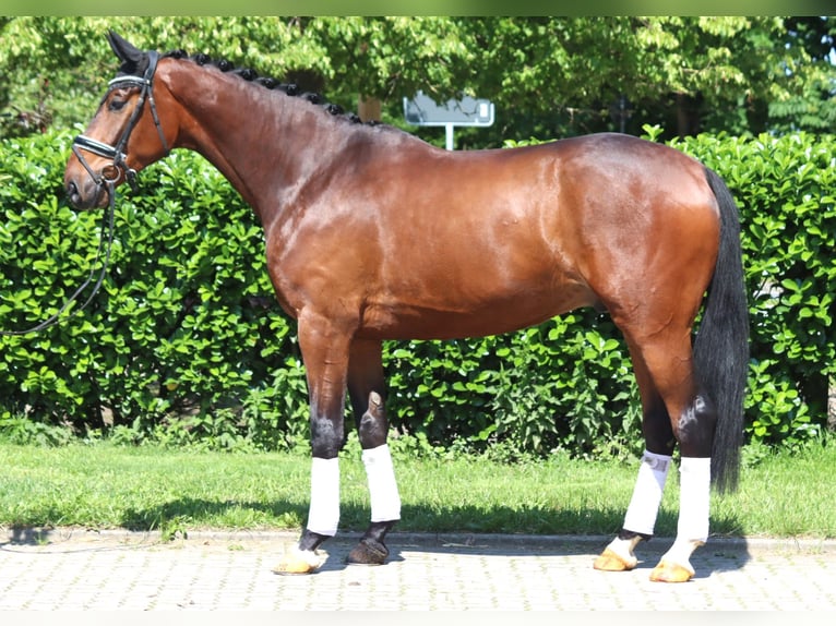 Hannoveriano Caballo castrado 6 años 175 cm Castaño in Selsingen