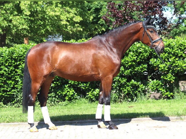 Hannoveriano Caballo castrado 6 años 175 cm Castaño in Selsingen