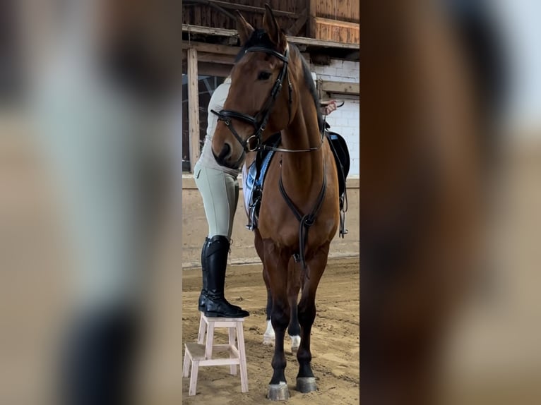 Hannoveriano Caballo castrado 6 años 175 cm Castaño in Köln