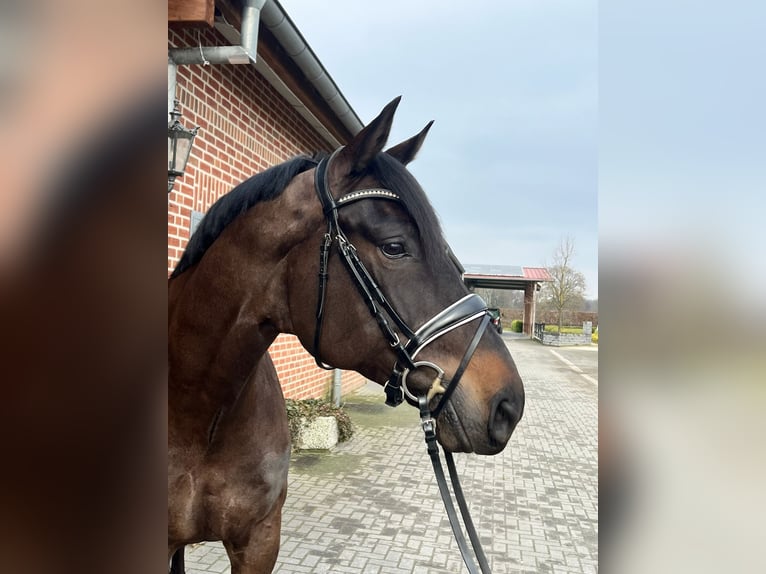 Hannoveriano Caballo castrado 6 años 175 cm Castaño oscuro in Ahaus