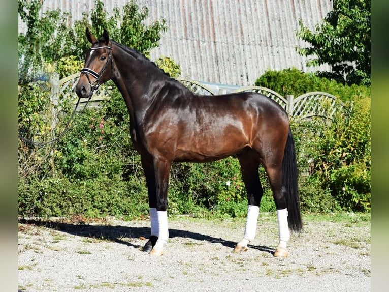 Hannoveriano Caballo castrado 6 años 175 cm Castaño oscuro in Hohenfelde