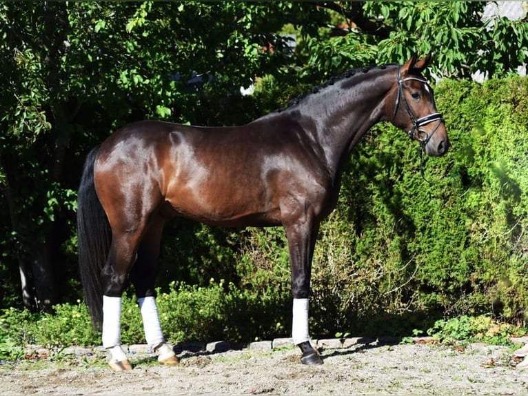 Hannoveriano Caballo castrado 6 años 175 cm Castaño oscuro in Hohenfelde