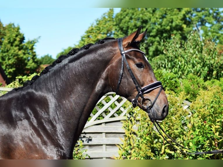 Hannoveriano Caballo castrado 6 años 175 cm Castaño oscuro in Hohenfelde