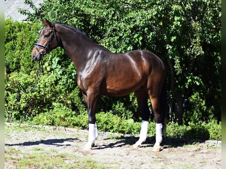 Hannoveriano Caballo castrado 6 años 175 cm Castaño oscuro in Hohenfelde