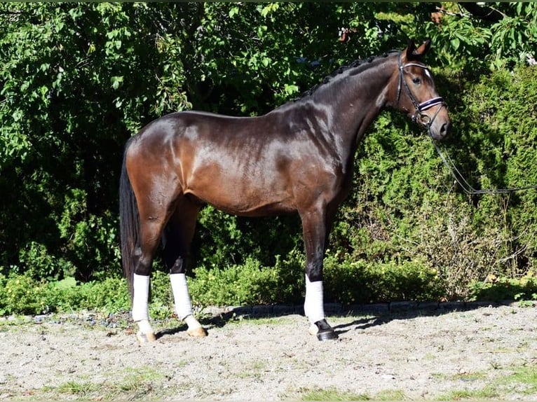 Hannoveriano Caballo castrado 6 años 175 cm Castaño oscuro in Hohenfelde