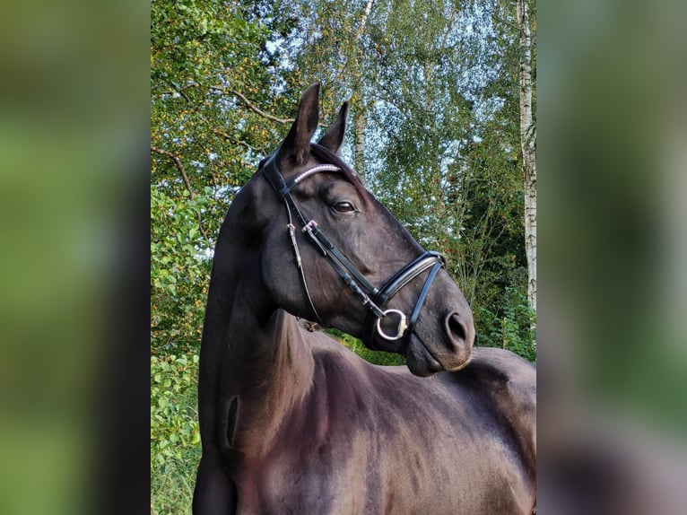 Hannoveriano Caballo castrado 6 años 175 cm Negro in Hoya