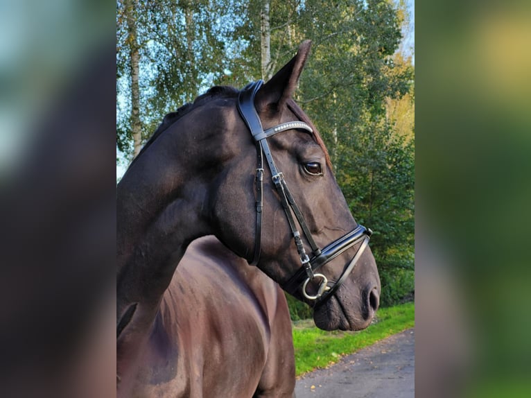 Hannoveriano Caballo castrado 6 años 175 cm Negro in Hoya