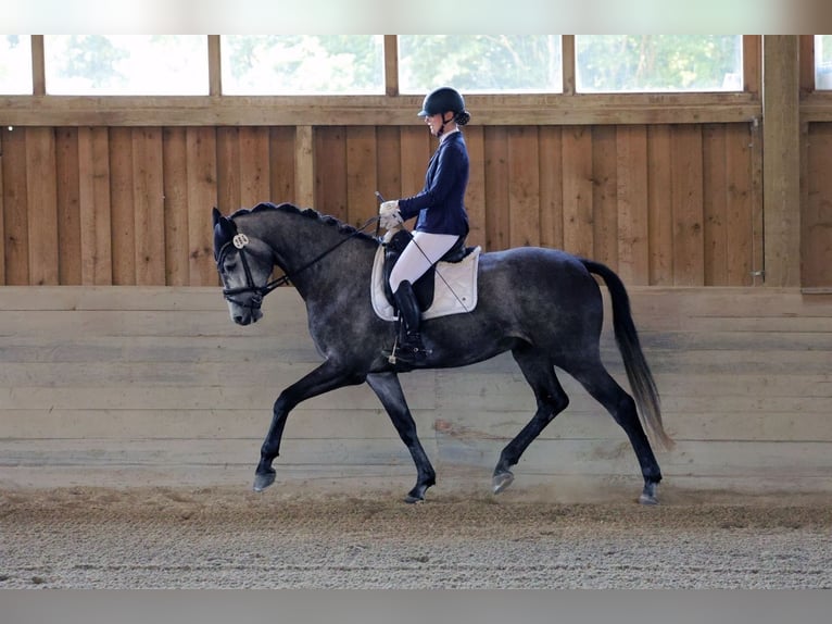 Hannoveriano Caballo castrado 6 años 175 cm Tordo rodado in Bad Wörishofen