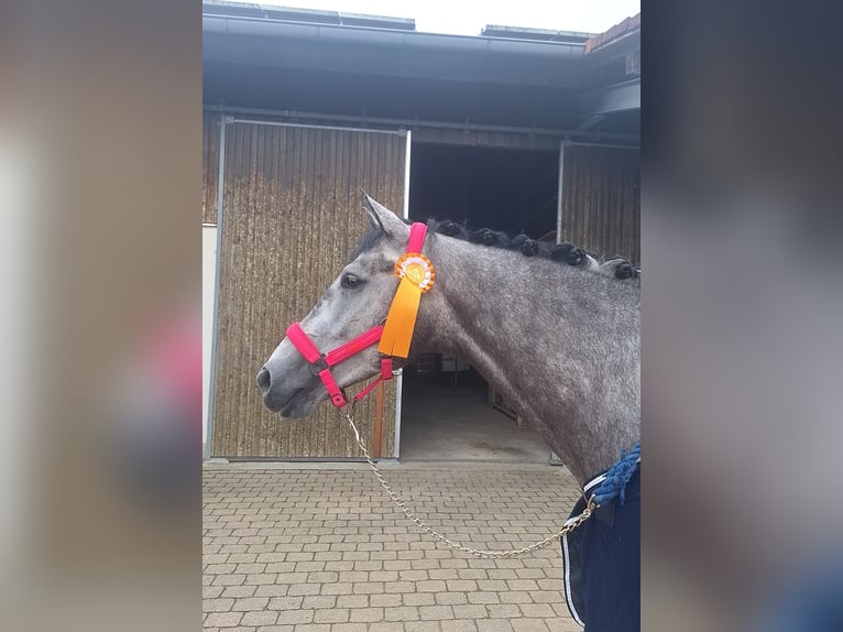 Hannoveriano Caballo castrado 6 años 175 cm Tordo rodado in Bad Wörishofen