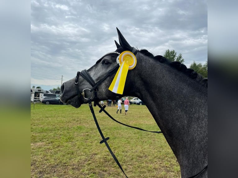 Hannoveriano Caballo castrado 6 años 175 cm Tordo rodado in Bad Wörishofen