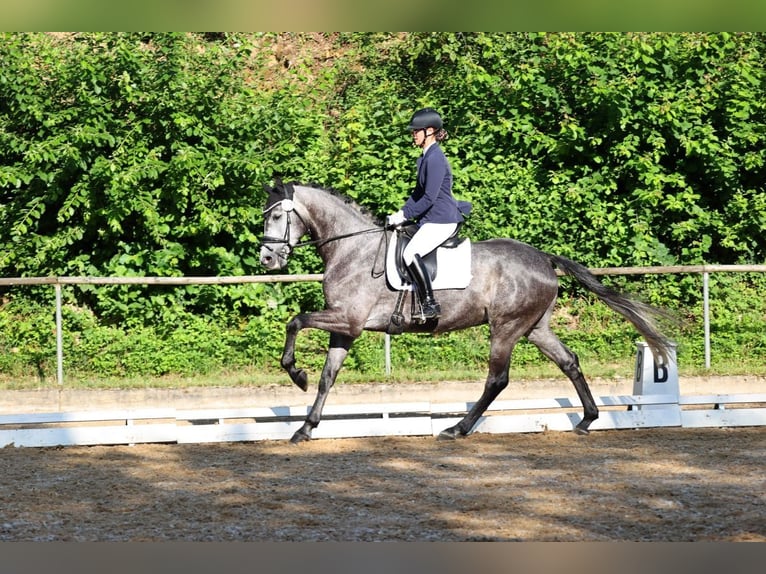 Hannoveriano Caballo castrado 6 años 175 cm Tordo rodado in Bad Wörishofen