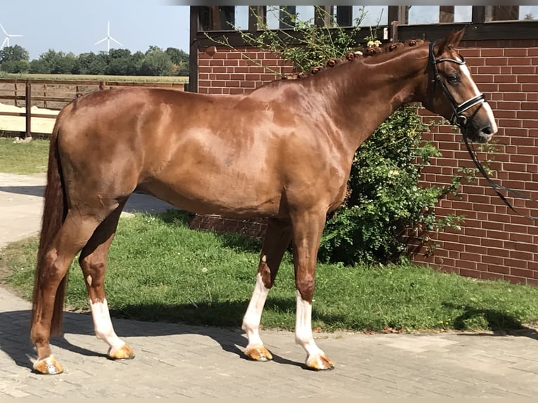 Hannoveriano Caballo castrado 6 años 176 cm Alazán in Barver