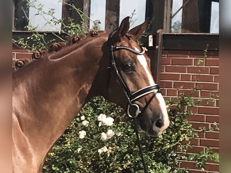 Hannoveriano Caballo castrado 6 años 176 cm Alazán in Barver