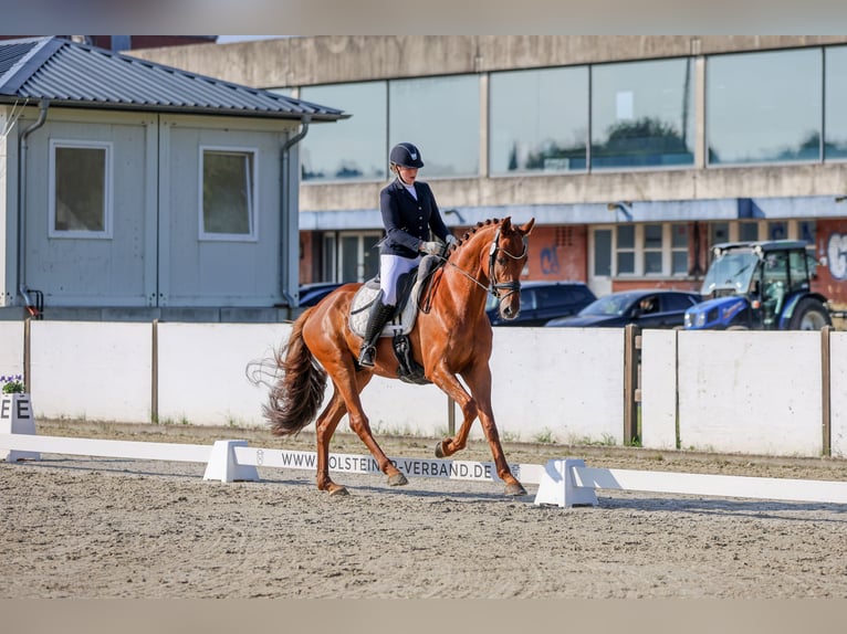 Hannoveriano Caballo castrado 6 años 176 cm Alazán in Kölln-Reisiek