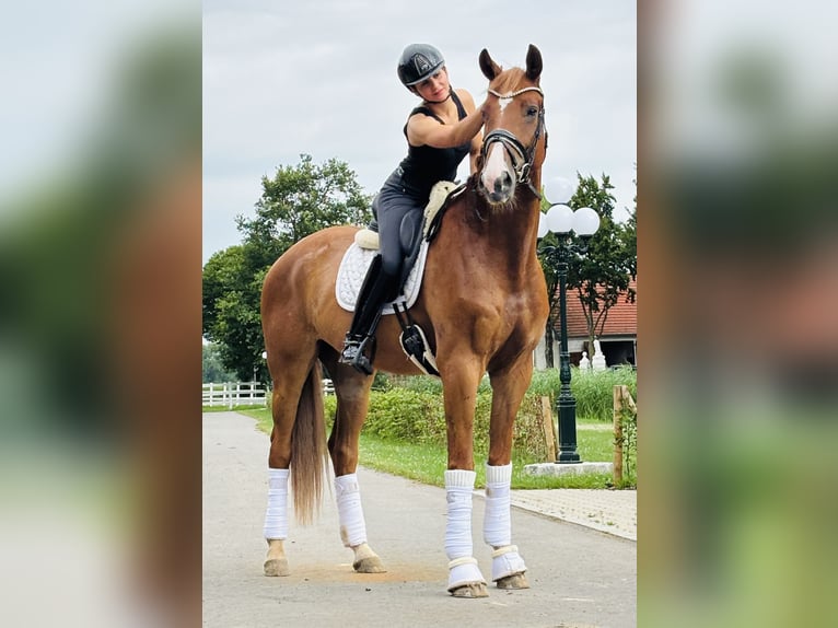Hannoveriano Caballo castrado 6 años 176 cm Alazán-tostado in Berne