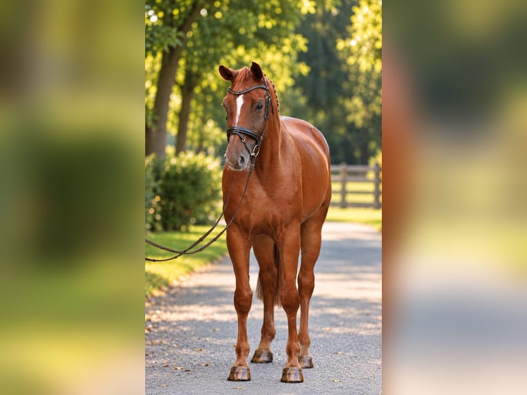 Hannoveriano Caballo castrado 6 años 176 cm  in Kulcs