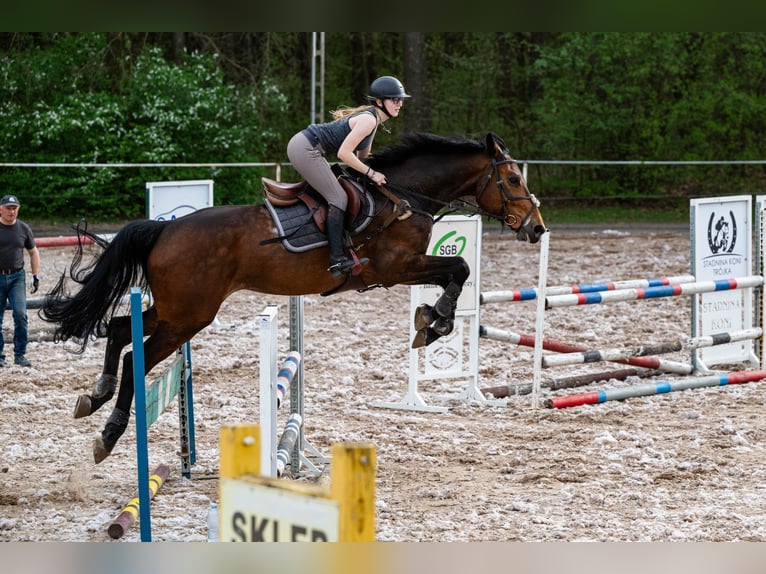 Hannoveriano Caballo castrado 6 años 176 cm Castaño in Konin