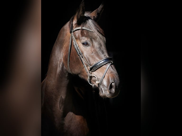 Hannoveriano Caballo castrado 6 años 176 cm Morcillo in Cornberg