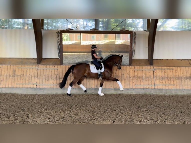 Hannoveriano Caballo castrado 6 años 177 cm Castaño in Reeßum