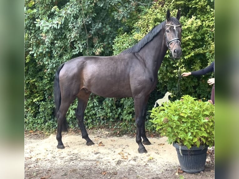 Hannoveriano Caballo castrado 6 años 177 cm Castaño oscuro in Kirchlinteln Hannoveriano Caballo castrado 6 años 177 cm Castaño oscuro in Kirchlinteln