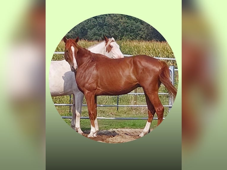 Hannoveriano Caballo castrado 6 años 178 cm Alazán in Meinersen