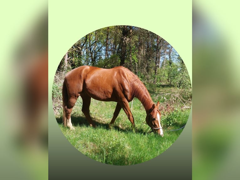 Hannoveriano Caballo castrado 6 años 178 cm Alazán in Meinersen