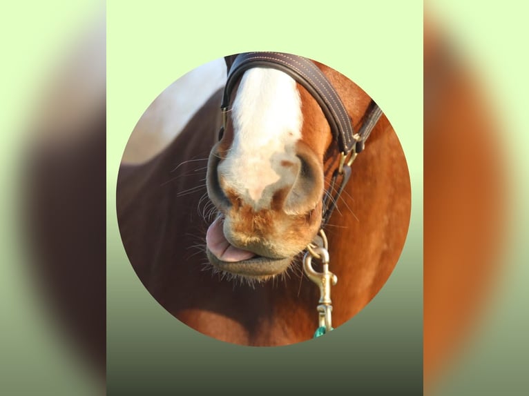 Hannoveriano Caballo castrado 6 años 178 cm Alazán in Meinersen