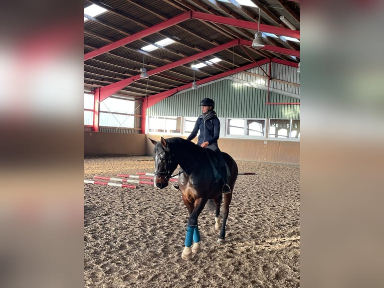 Hannoveriano Caballo castrado 6 años 178 cm Castaño in Nordstemmen