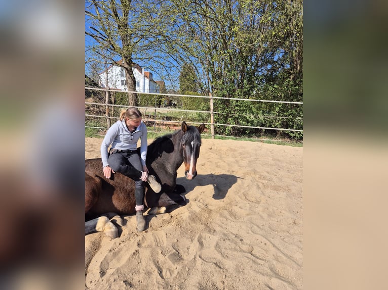 Hannoveriano Caballo castrado 6 años 178 cm Castaño in Nordstemmen