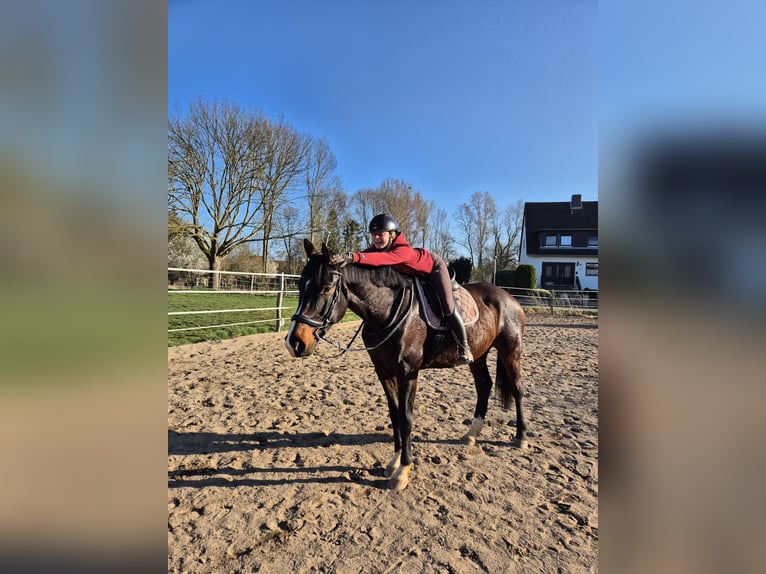 Hannoveriano Caballo castrado 6 años 178 cm Castaño in Nordstemmen