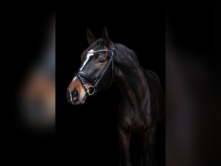 Hannoveriano Caballo castrado 6 años 178 cm Castaño oscuro in Wedemark