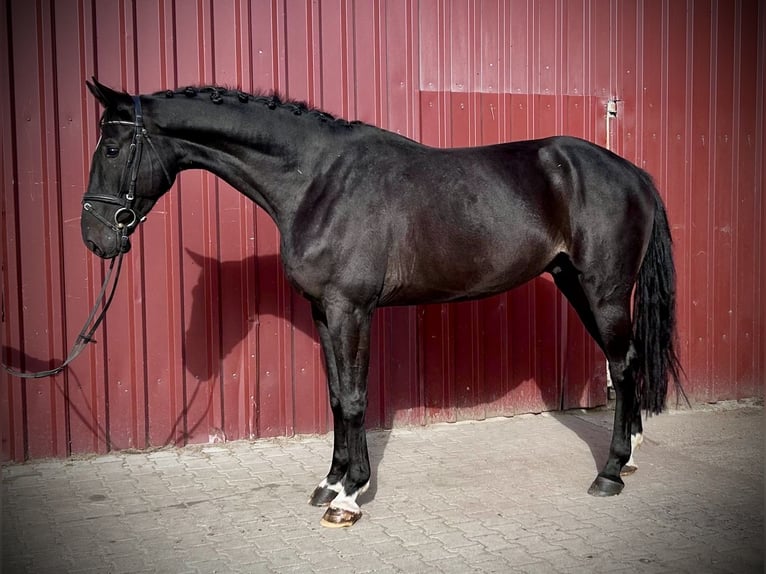 Hannoveriano Caballo castrado 6 años 178 cm Castaño oscuro in Siedenburg