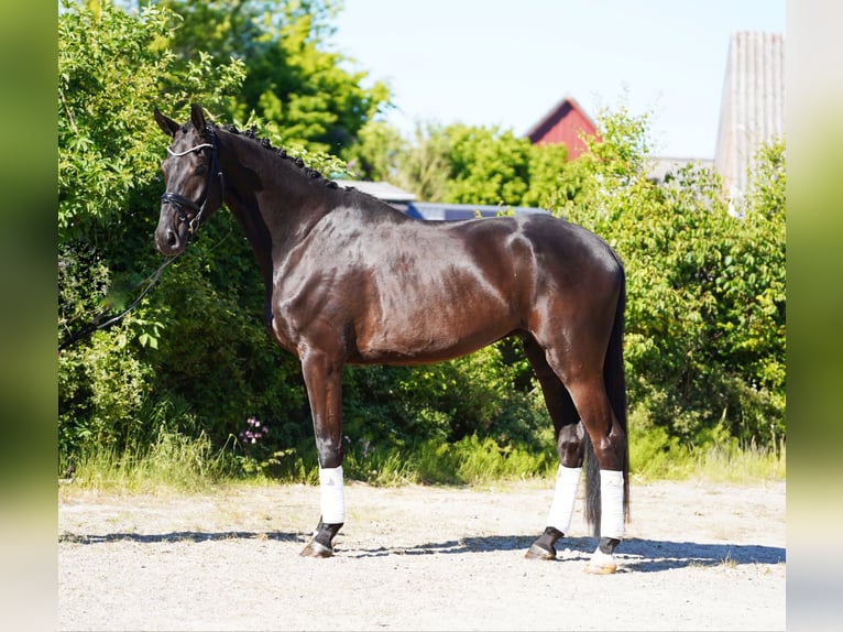Hannoveriano Caballo castrado 6 años 178 cm Negro in Hohenfelde