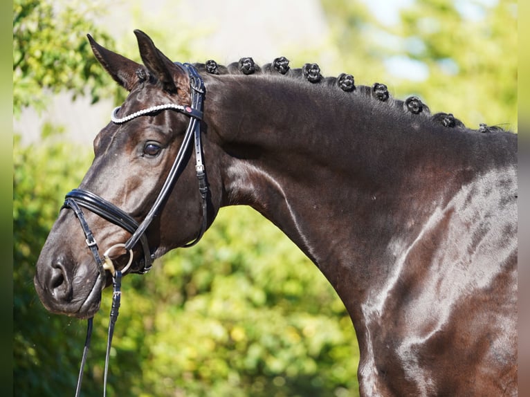 Hannoveriano Caballo castrado 6 años 178 cm Negro in Hohenfelde