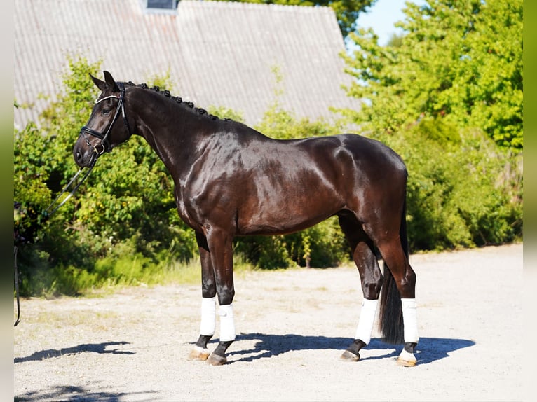 Hannoveriano Caballo castrado 6 años 178 cm Negro in Hohenfelde