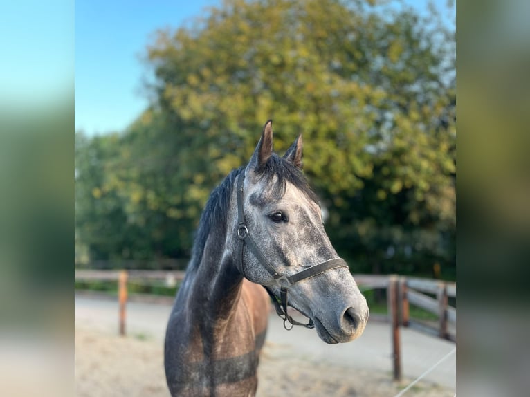 Hannoveriano Caballo castrado 6 años 178 cm Tordo in Stadthagen